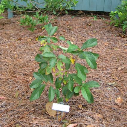 Spicebush